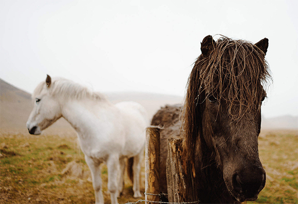 Keeping Your Pony at Grass